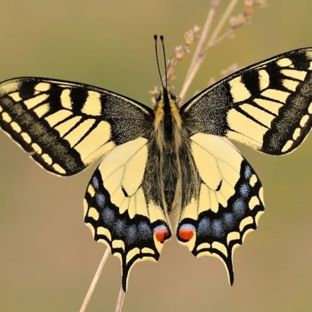 inspirace a brož motýl na zakázku